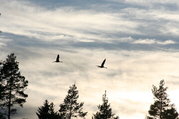 birds flying in the sky