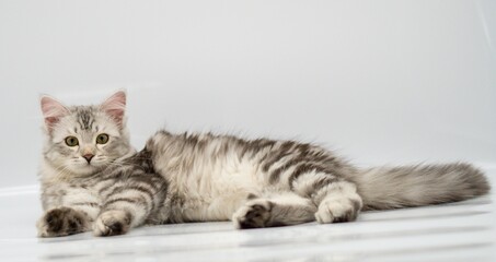 Siberian cat on white backgrounds