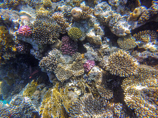 
incredibly beautiful combinations of colors and shapes of living coral reef and fish in the Red Sea in Egypt, Sharm El Sheikh
