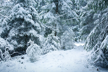 Fototapeta na wymiar Winter landscape with snow covered fir tree .