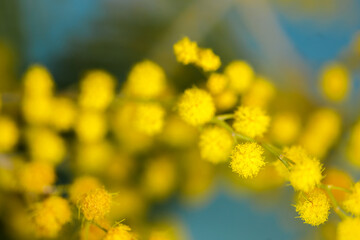 Brunches of beautiful Mimosa flower on cyan blue background. Characteristic flower of the Women Day with green background. Macro. Greeting card for Mothers Day, 8 March, easter.