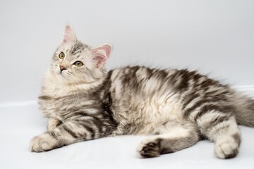 Fototapeta na wymiar Siberian cat on white backgrounds