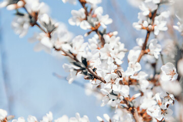 spring flowering: white apple blossoms. the concept of International Women's Day, March 8