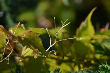 green leaves of a tree