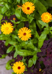 Orange flowers of marigold closeup in summer on a green background