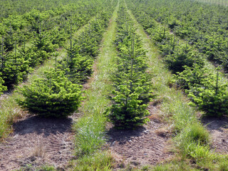 Weihnachtsbaum Plantage