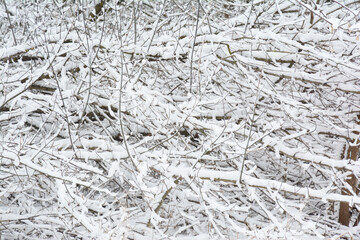 Natural winter texture, natural winter lace. Forest with tree branches covered with white snow after a blizzard and heavy snowfall. Snow covered trees background.