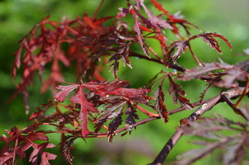 red and yellow flowers
