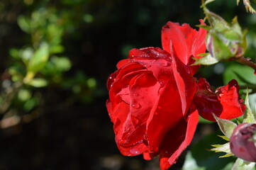 red rose in the garden