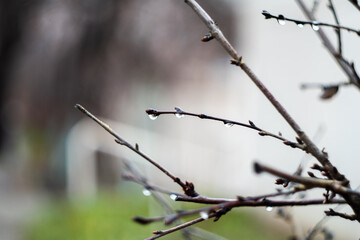 Tree branches in the rain