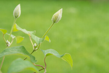Buds and sprouts of clematis plants on a green background. Sunny spring day