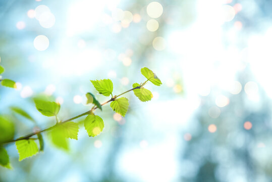 Abstract spring background with birch shoots with fresh green leaves against the blue sky in the sunshine.