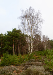 The silver birch