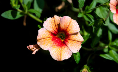Orange Petunia with black background
