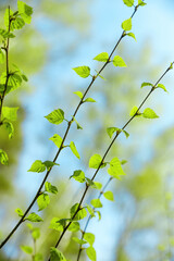 Abstract spring background with birch shoots with fresh green leaves against the blue sky in the sunshine.