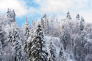 Magic snow forest in the mountains with beautiful blue sky is best reboot and meditation