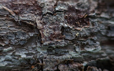 Plum bark (Background, banner, Wallpaper, texture)