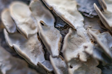 Mushrooms on plum bark (Background, banner, Wallpaper, texture)