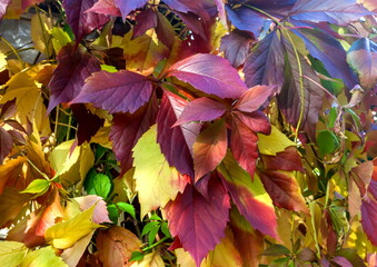 Background of leaves of maiden (Ural) grapes in autumn