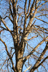 Walking for just the walk is a favorite activity in Norway. Families are gathering at the frozen lake for skating and having fun. It is a cold Sunday in January .