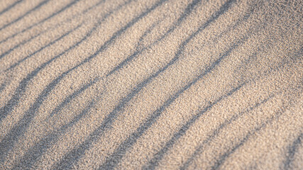 Fototapeta na wymiar Landscape close to the sand of the virgin and wind-rippled beach