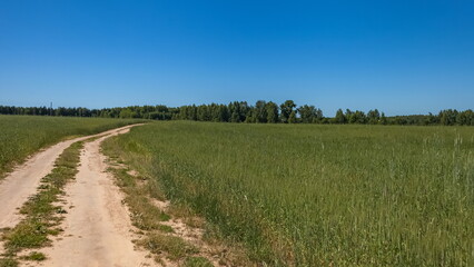 Fototapeta na wymiar Road through a field with cereal crops on the background of the forest and the blue sky in summer