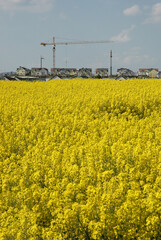 Rapsfeld am Rand von Frankfurt-Heddernheim