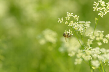Bee collects pollen for honey. Anise flower field. Food and drinks ingredient. Fresh medicinal plant. Seasonal background. Blooming anise field background on summer sunny day.