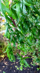 Green branches of the Bush curly willow in the garden in autumn close-up. Background