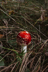 Amanita in the autumn forest close-up in the grass. Fly-agaric. Young mushrooms growing in the...