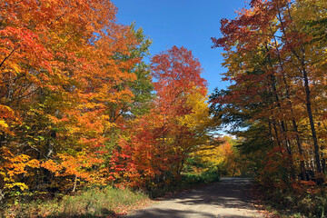 Obraz premium Fall Color Woods