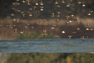 A flock of Little Stints flying at Tubli bay water, Bahrain