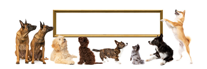 set of eight dogs looking up and sidewards