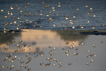 A flock of Little Stints flying at Tubli bay with dramatic reflection on water, Bahrain