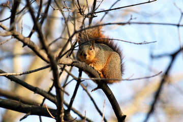 Squirrel looks through branches to the viewer