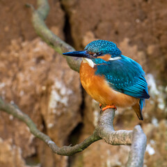 Eisvogel (Alcedo atthis) Männchen