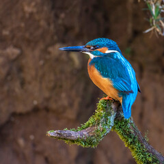Eisvogel (Alcedo atthis) Männchen