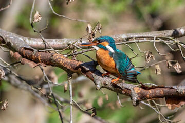 Eisvogel (Alcedo atthis) Weibchen