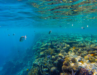 
incredibly beautiful combinations of colors and shapes of living coral reef and fish in the Red Sea in Egypt, Sharm El Sheikh