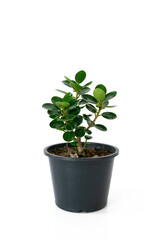 Houseplant, Ficus annulata blume, Vertical isolated over white background.
