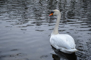 swan on the lake
