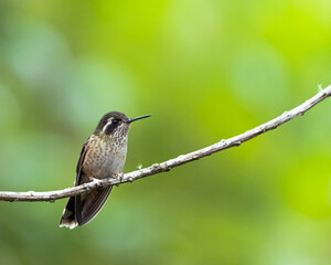 Colibrí Jaspeado posado sobre una rama en su medio natural . Adelomyia melanogenys © Atelopus