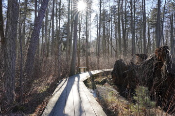 Wooden trail path inside a forest with a seating bench and sun rays