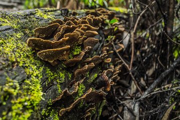 naturaleza