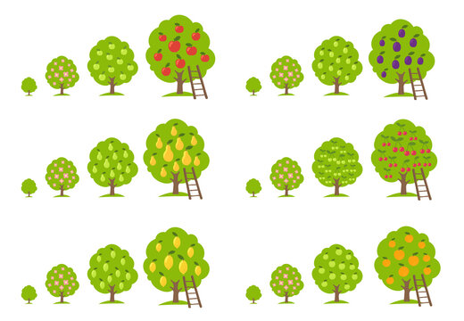 Growth stages different fruit trees set. Lemon and orange apple, cherry pear and plum. Orchard garden harvest. Vector infographic Illustration. Animation progression.