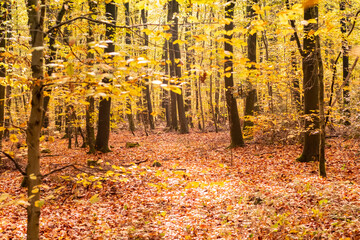Obraz na płótnie Canvas beech forest in autumn with its pretty golden colors