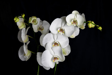 White orchid flowers, variety Phalaenopsis, on black background