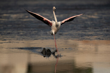 Greater Flamingo landing at Tubli bay in the morning, Bahrain