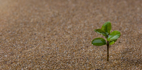 Young tree growing on sand in the rain. Growth and development concept.