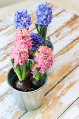 blooming blue and pink hyacinth bulbs in a pretty metal pot